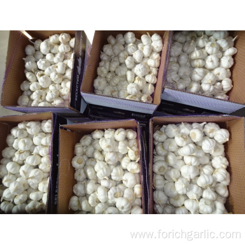 Pure White Garlic Crop 2019